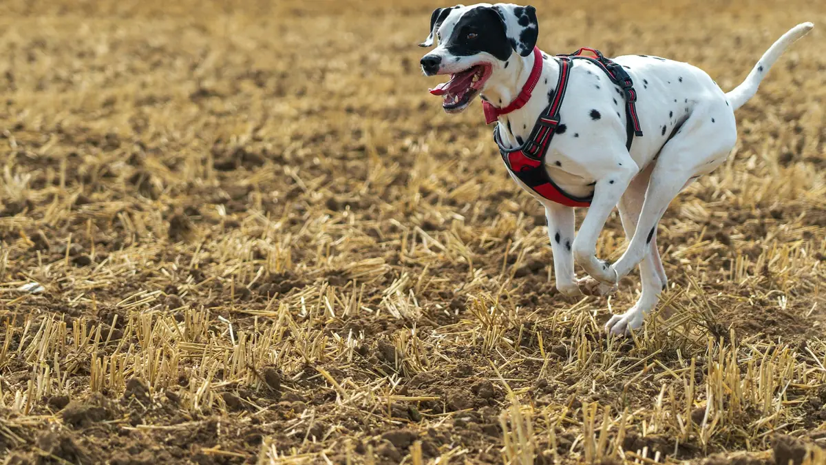 black and white dalmatian dog walking on brown grass field during daytime
