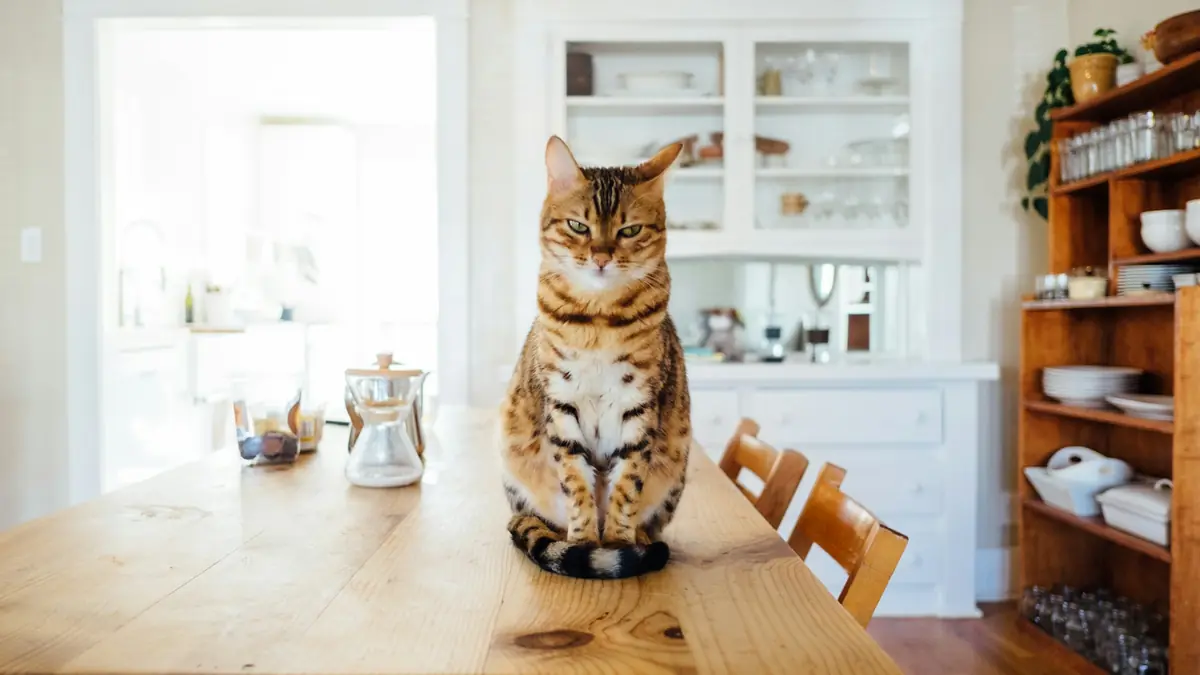 orange and white tabby cat sitting on brown wooden table in kitchen room